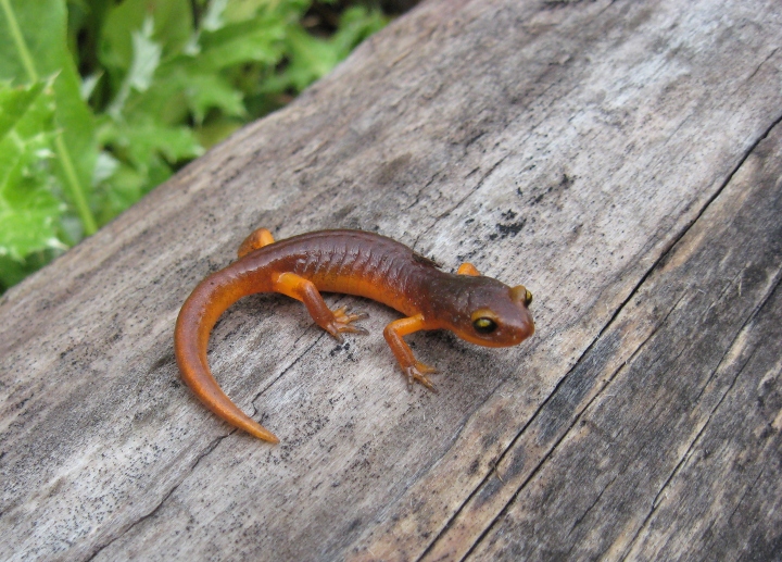 Ensatina